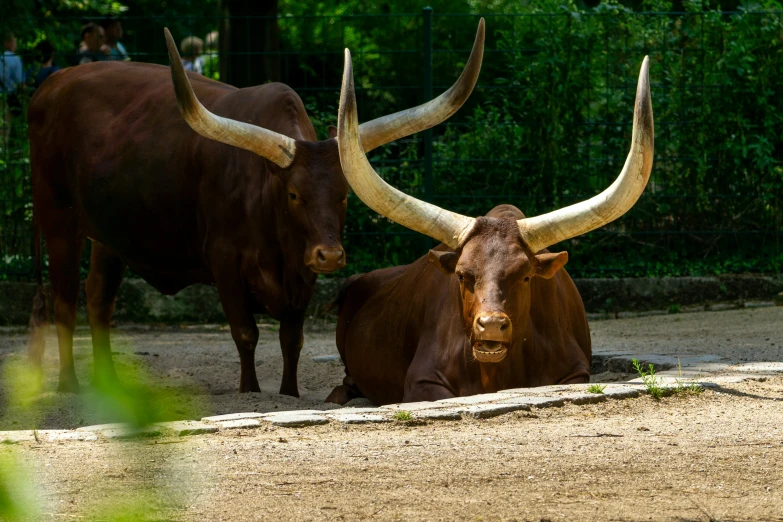 two steers resting on the ground while people look on