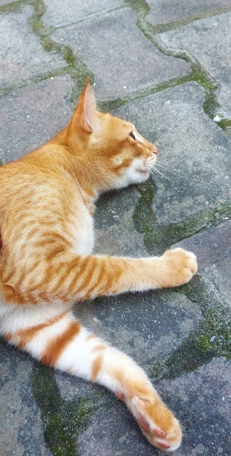 an orange and white cat is laying on the ground