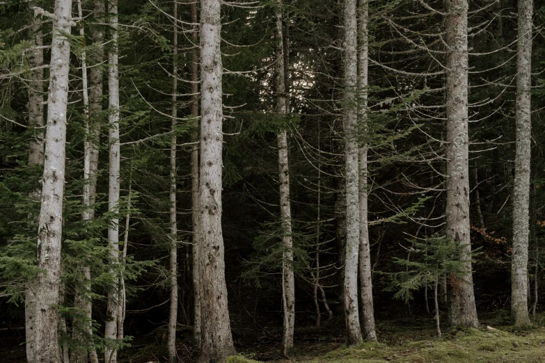 an animal walks among tall trees on a forest path