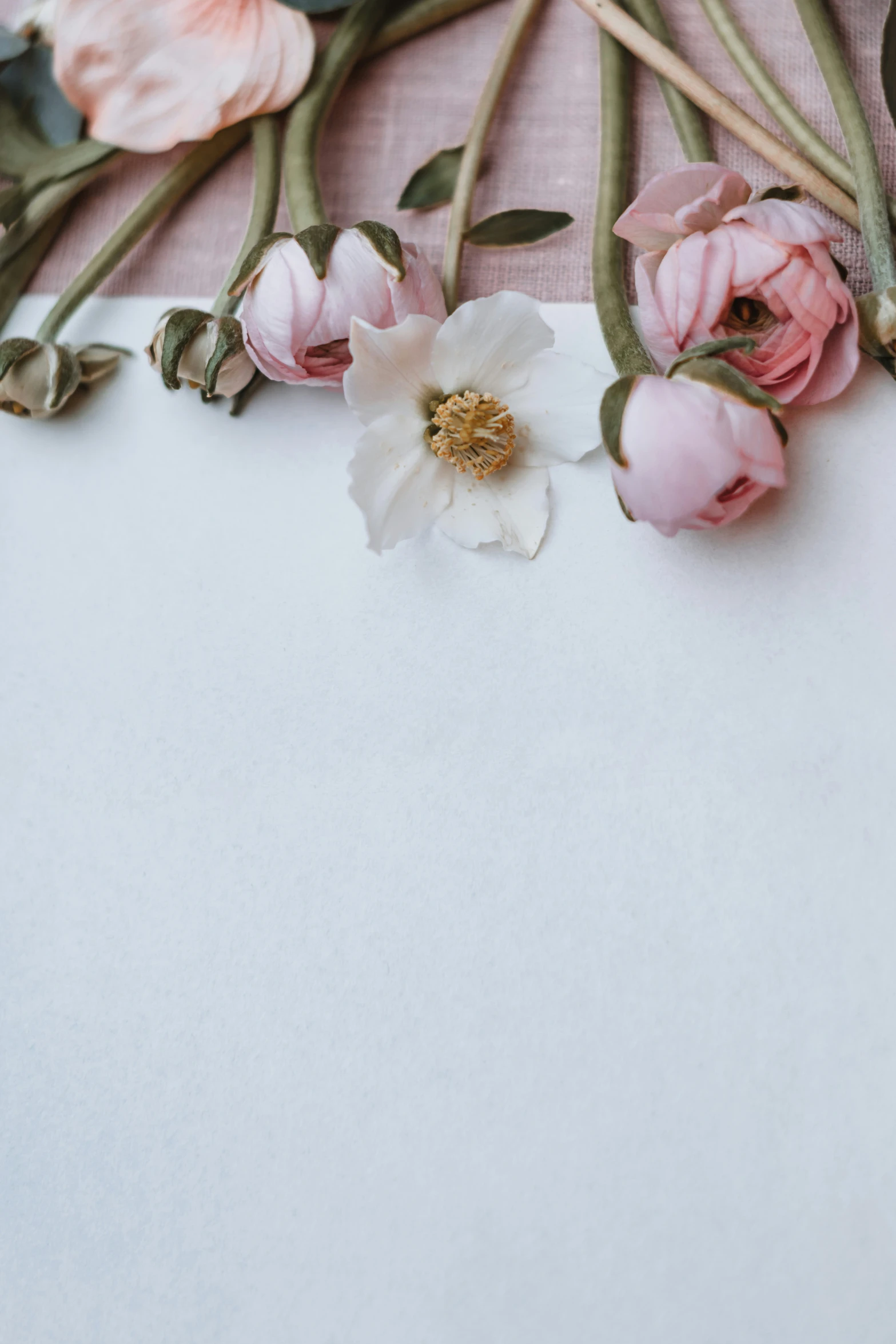 two flowers are displayed on a piece of paper