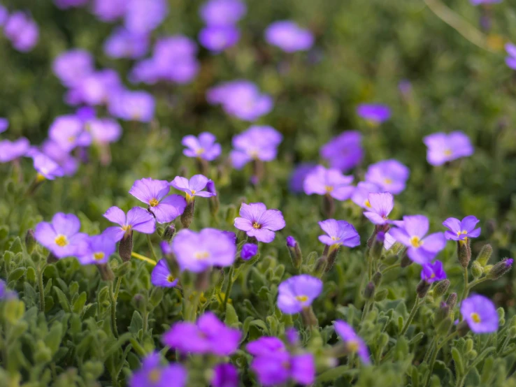 a lot of purple flowers growing on top of grass