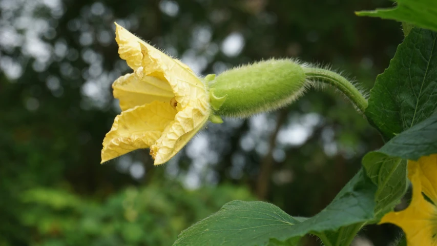 the flowers on the plant are starting to budi