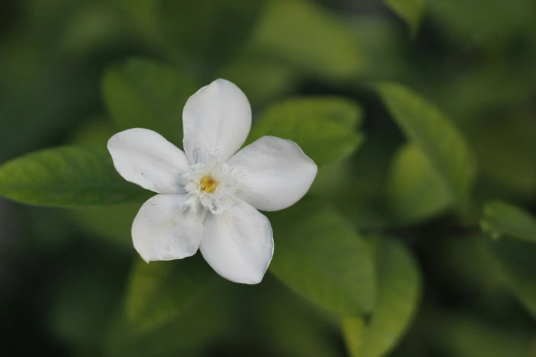 a white flower with some green leaves in the background