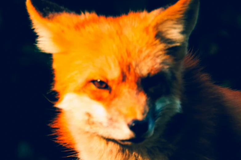 the face and head of a fox looks down at the camera