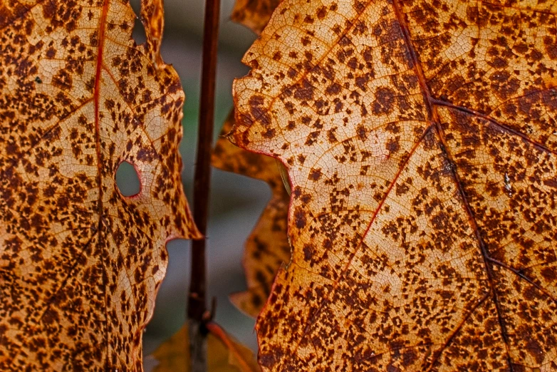 the underside of a leaf showing brown and orange spots