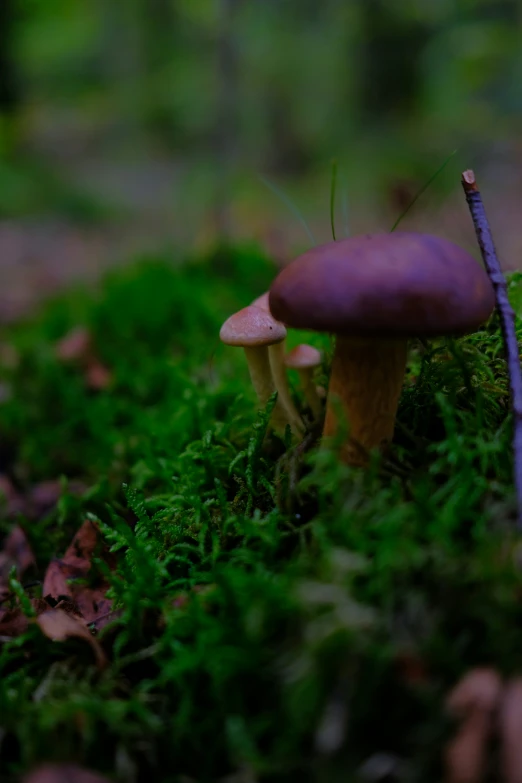 mushrooms on a moss with trees in the background