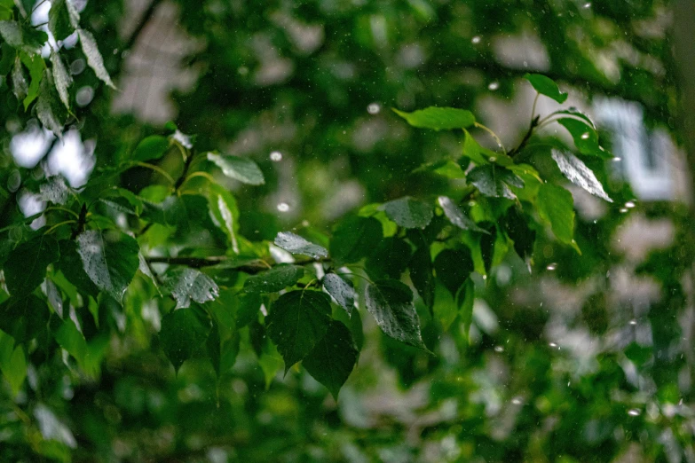 a tree nch is covered in rain and drops of water