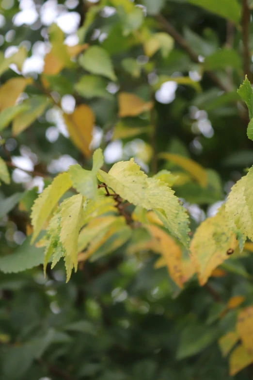 leaves hang from the nches of an autumn tree