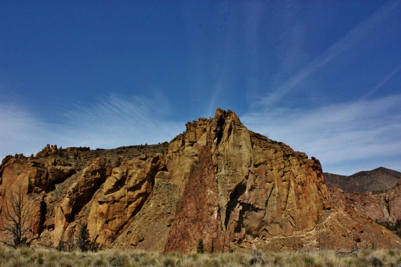 two animals in the brush near the side of a mountain