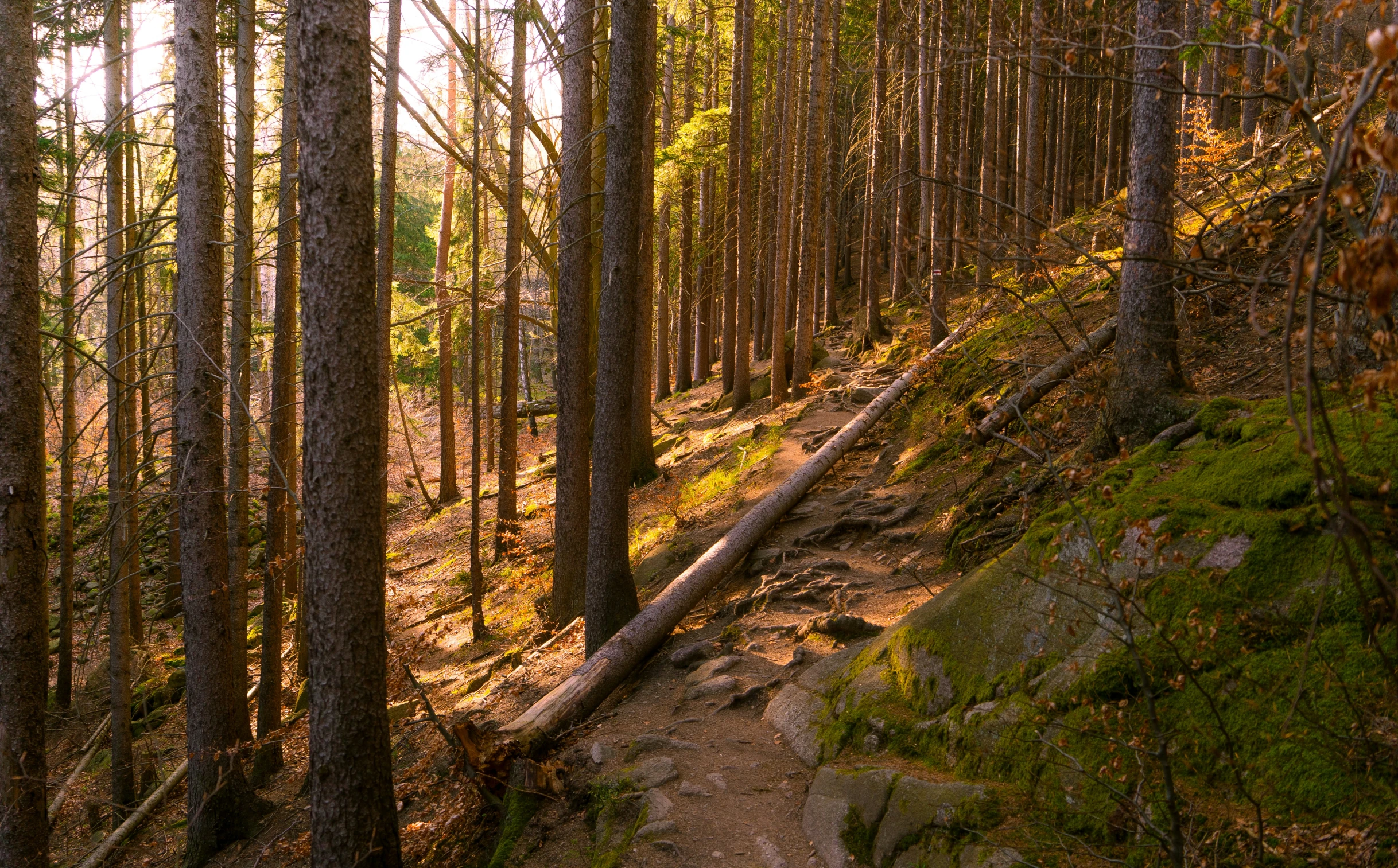 a trail is covered with very thin trees