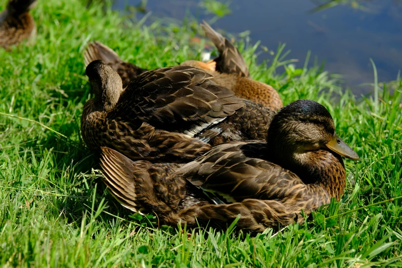 three ducks on the ground with grassy area in background