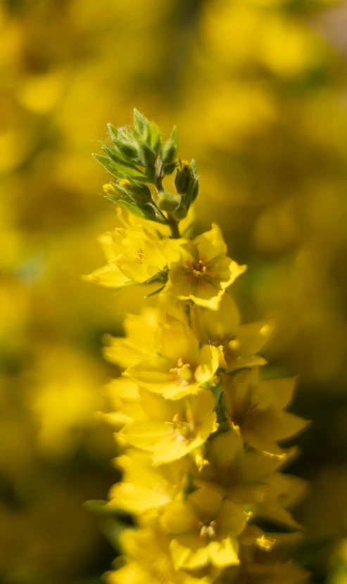 the green leaves are on the yellow flower