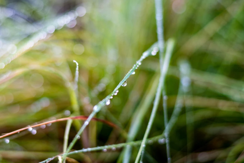 there is a green field with small water droplets