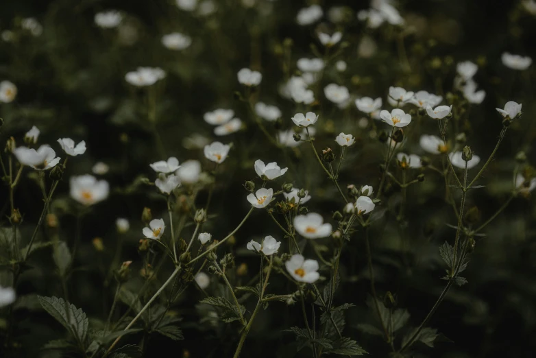 small white flowers in a field on a cloudy day