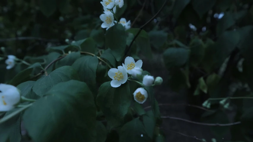 several white flowers with green leaves growing on them