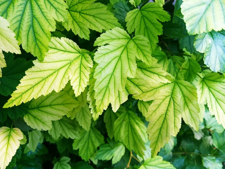 a bunch of leaves that are green and yellow