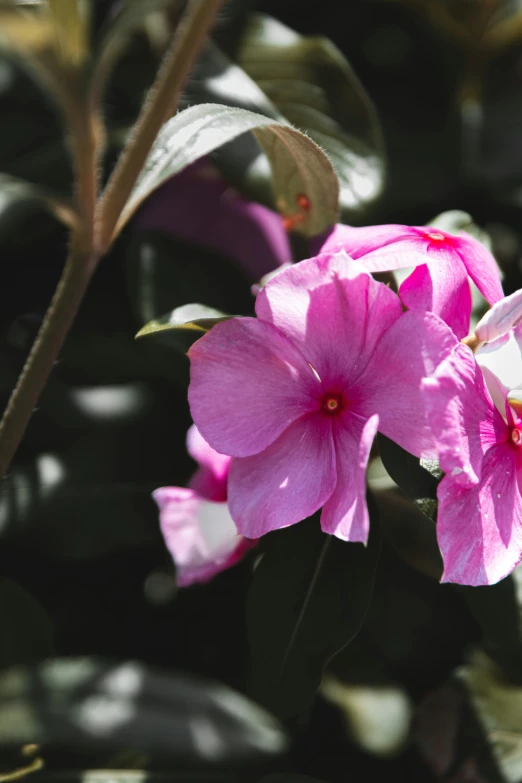 some pretty pink flowers blooming on a bush