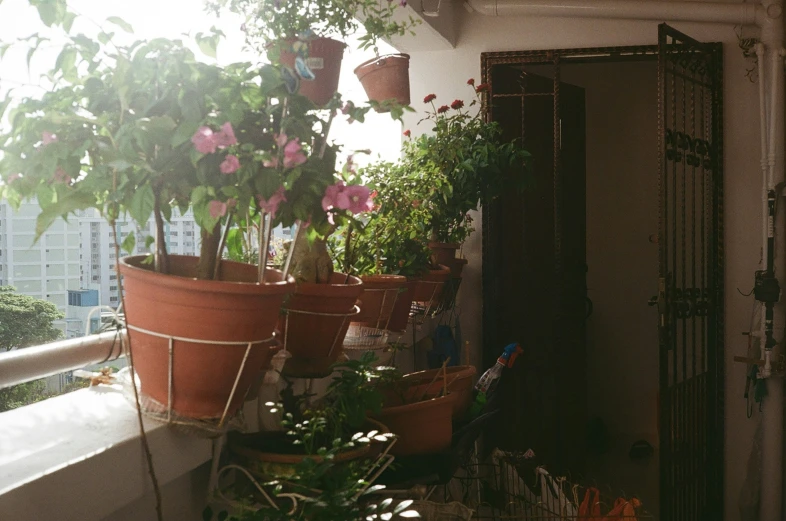 indoor plants are arranged on a balcony in the sun