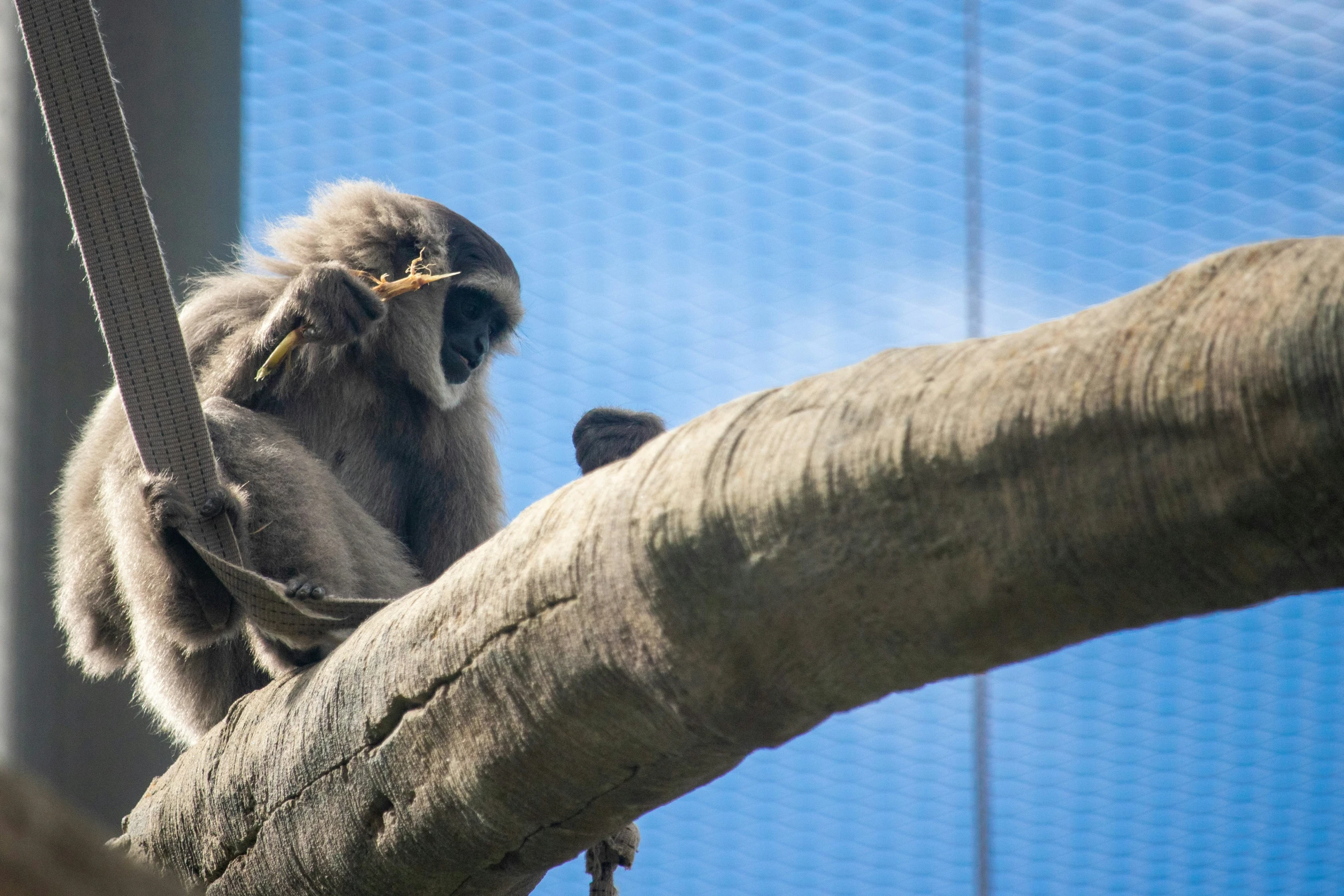 the monkey has a piece of food in its mouth