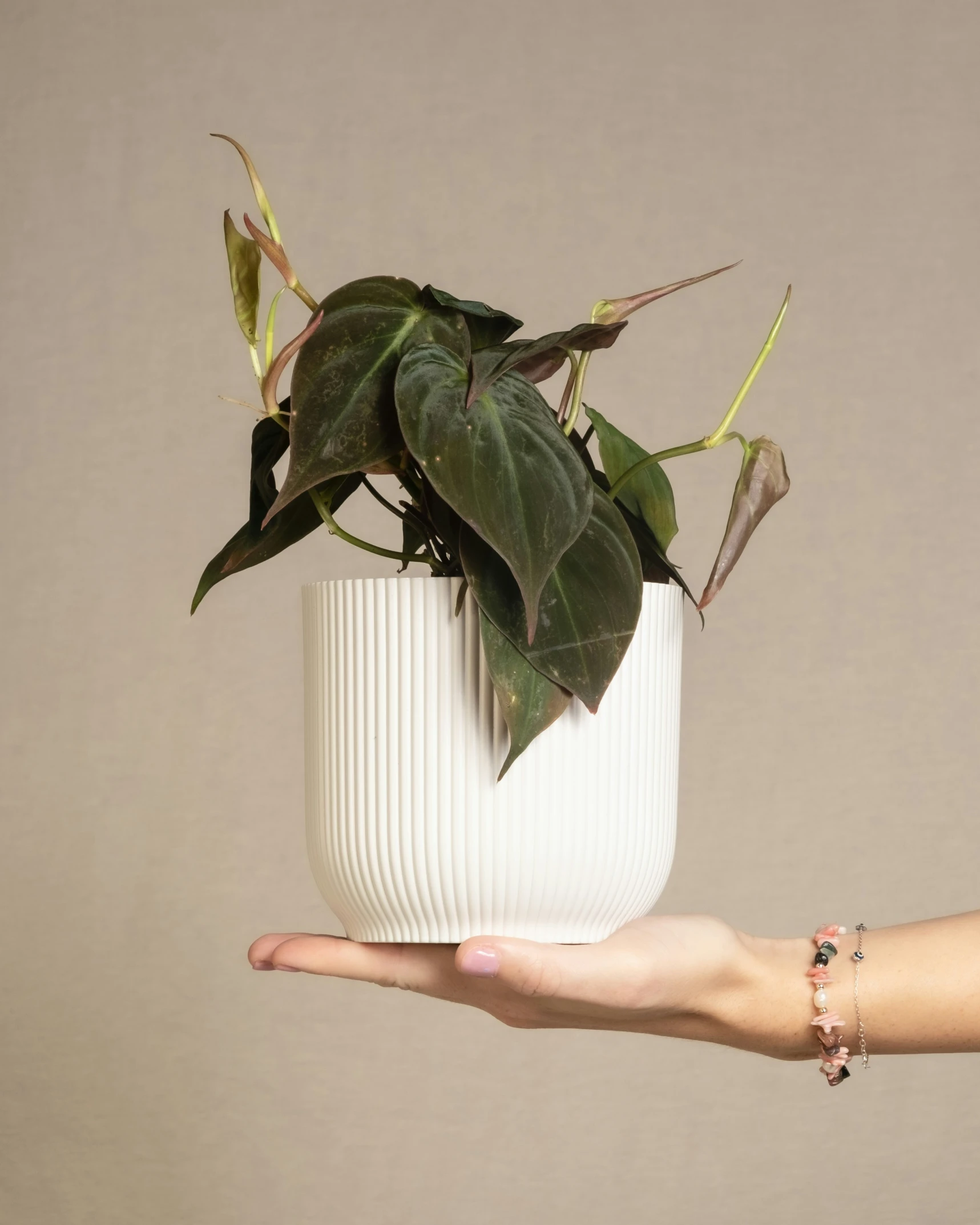 there is a plant sitting in a vase with a hand holding the plant