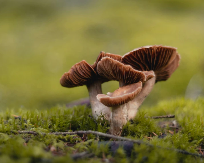 some mushrooms sitting on the ground surrounded by moss