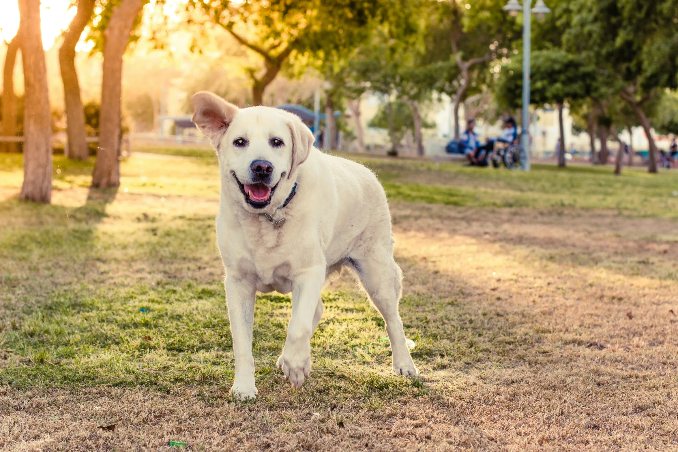 a dog stands in the grass with its mouth open