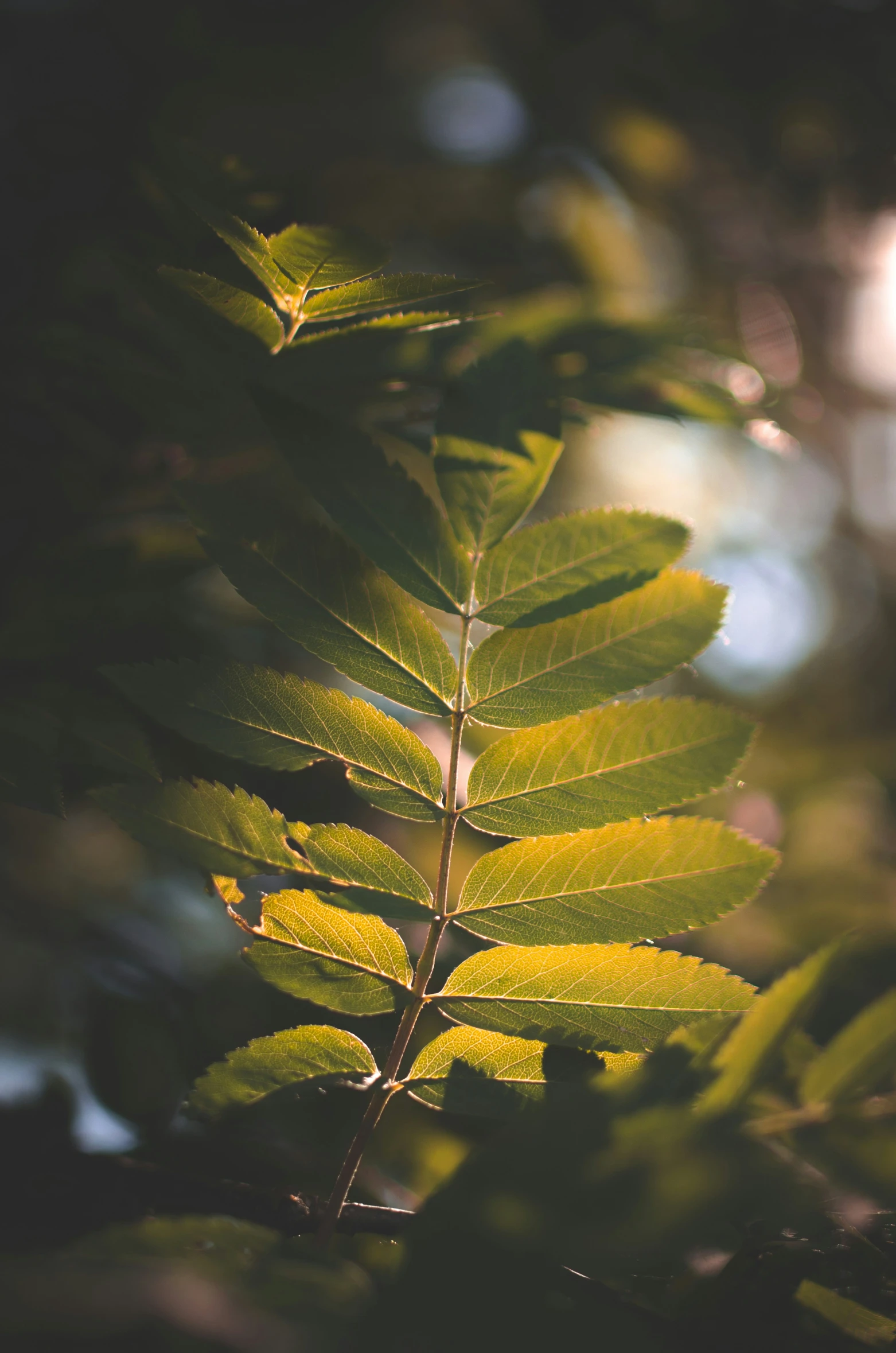 a close up s of green leaves