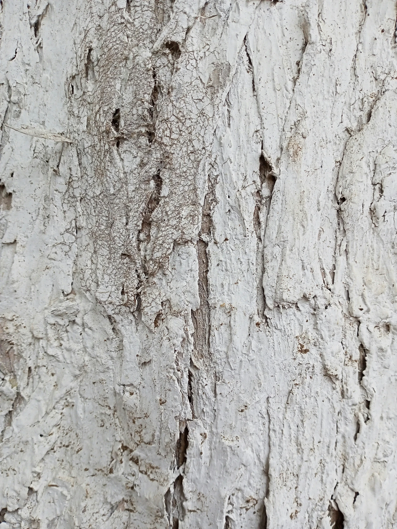 a close up view of a white tree bark