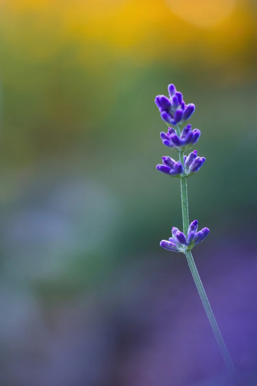 a single lavender plant is standing out in the blurry background