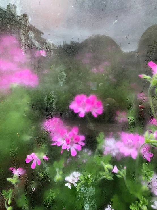 flowers that are outside in the grass