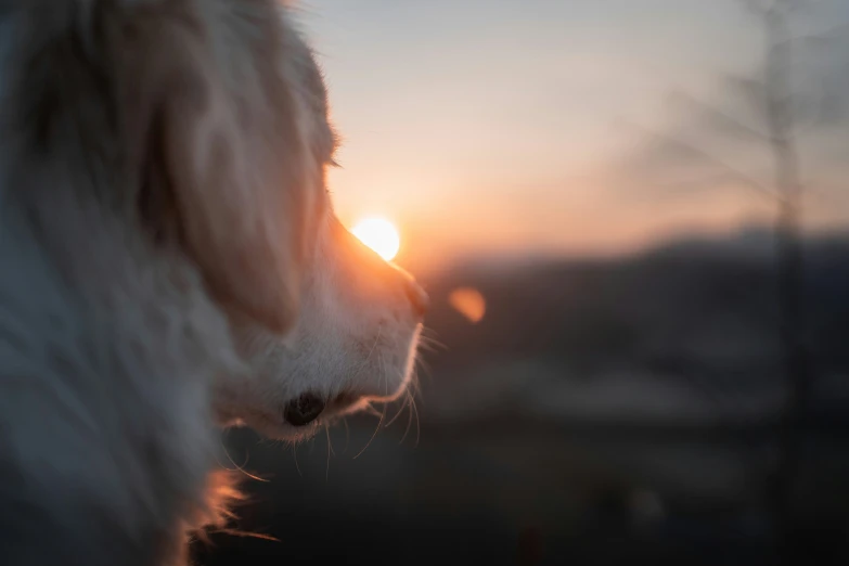the head of a dog looking over at a setting sun