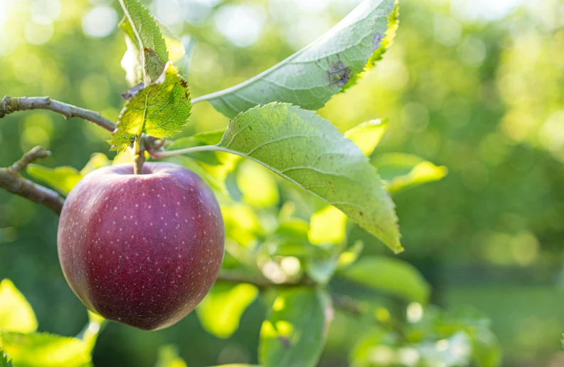 the apple is hanging on a tree nch