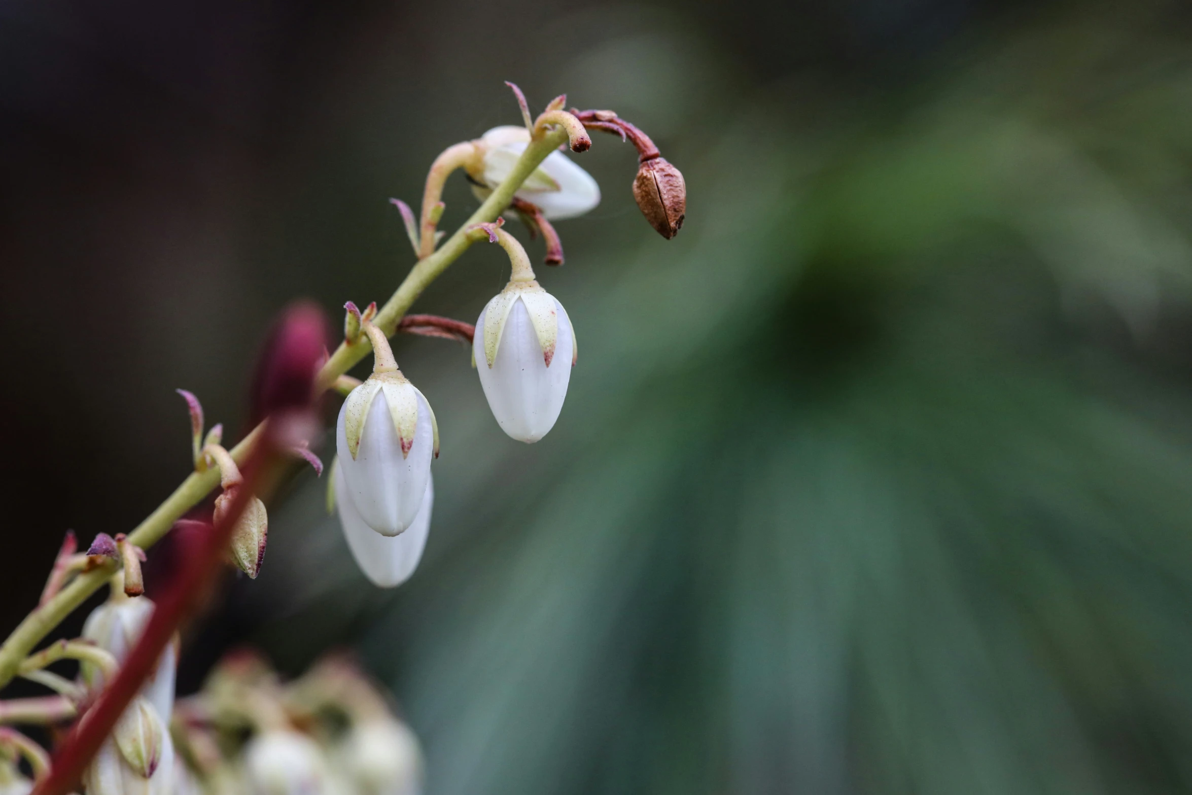 some white flowers on a twig with leaves in the background