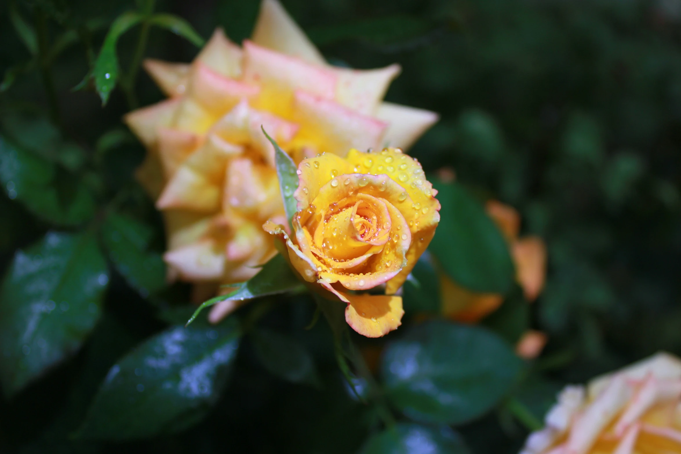 the yellow flowers have dew on them