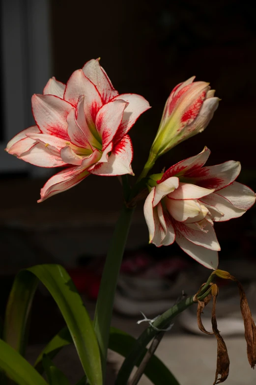 a red and white flower with long stems