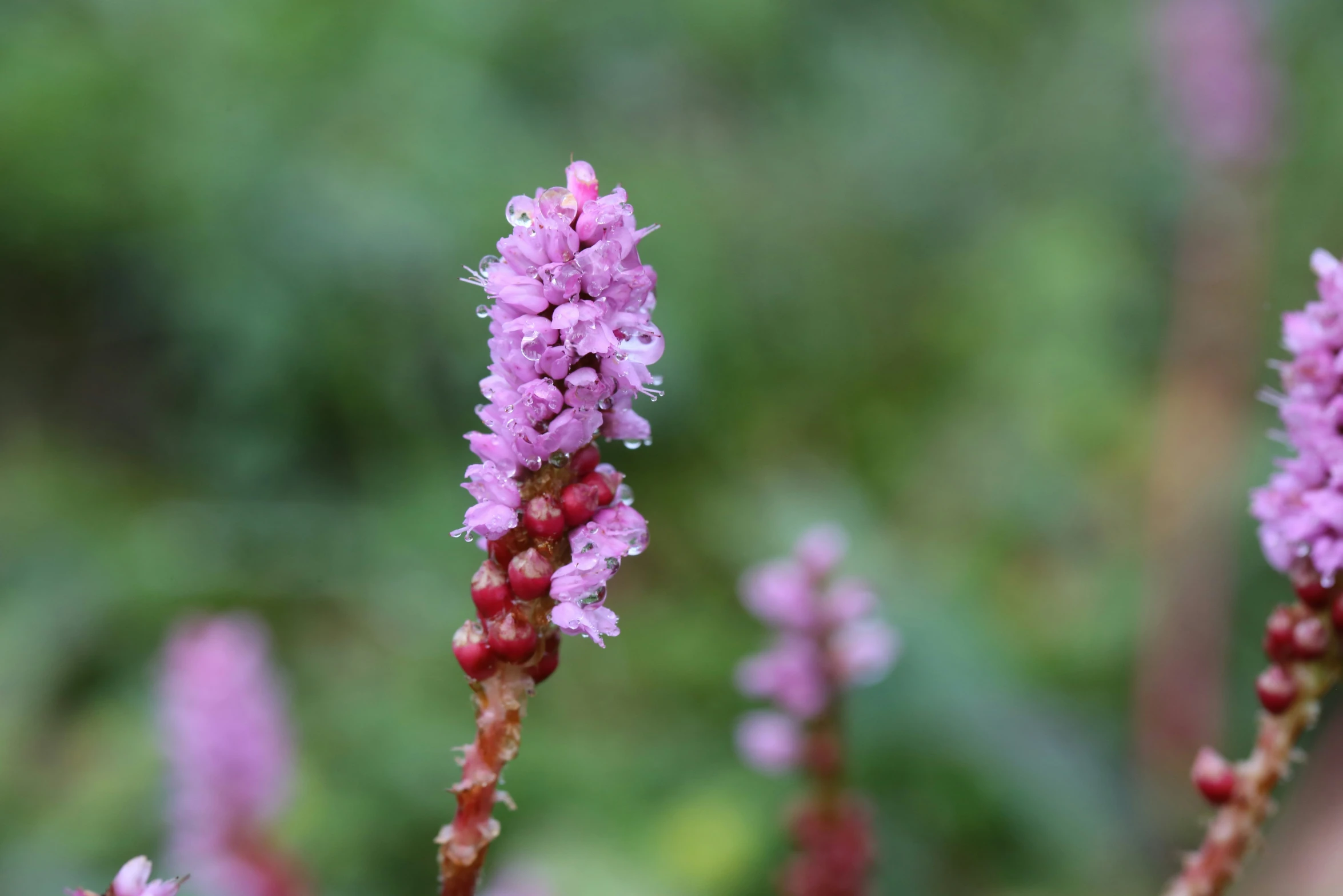 a small purple flower is in the middle of some pink flowers