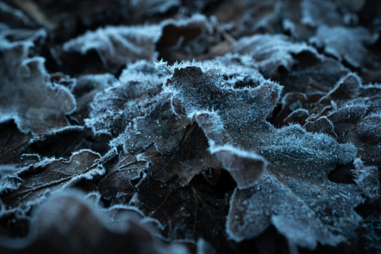 frozen leaves are seen on the ground in this po