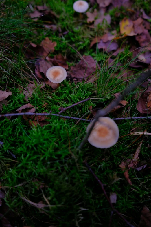 small mushrooms growing on the ground in autumn