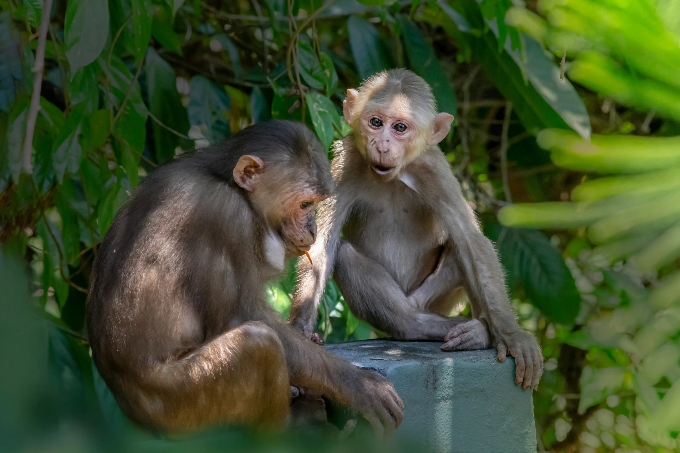 two monkeys are standing on the edge of a wall next to trees