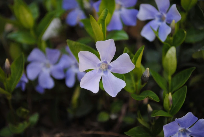 a close up image of small blue flowers