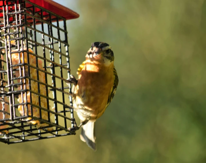 a bird is sitting on top of a cage