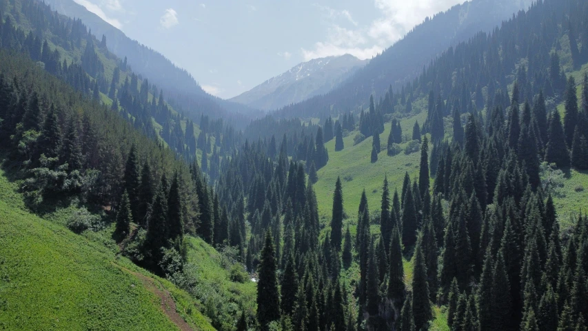 the view from the top of a mountain has many trees on it