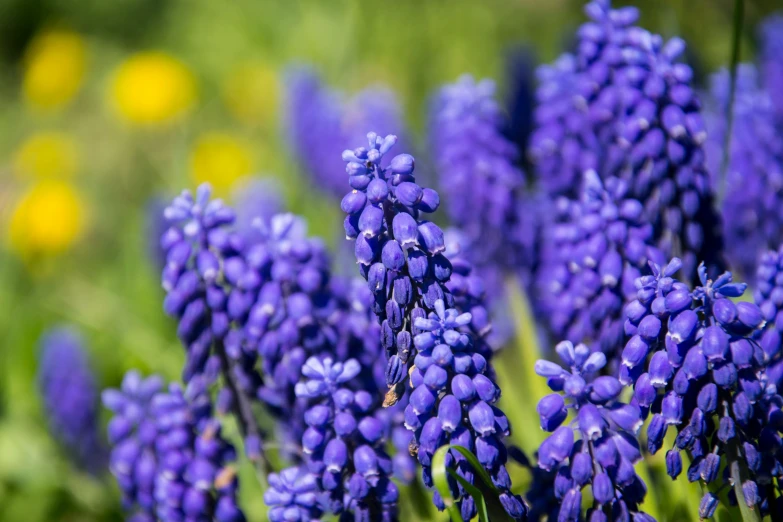 the blue flowers have the tiny buds on it