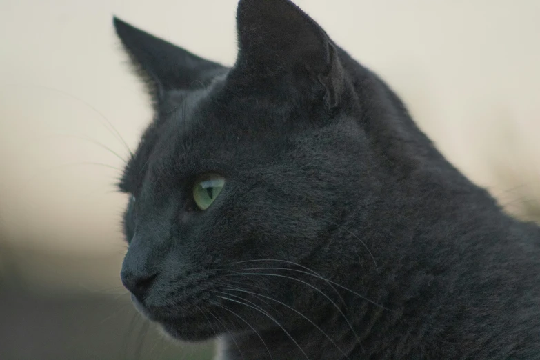 a gray cat looks out over a grassy area