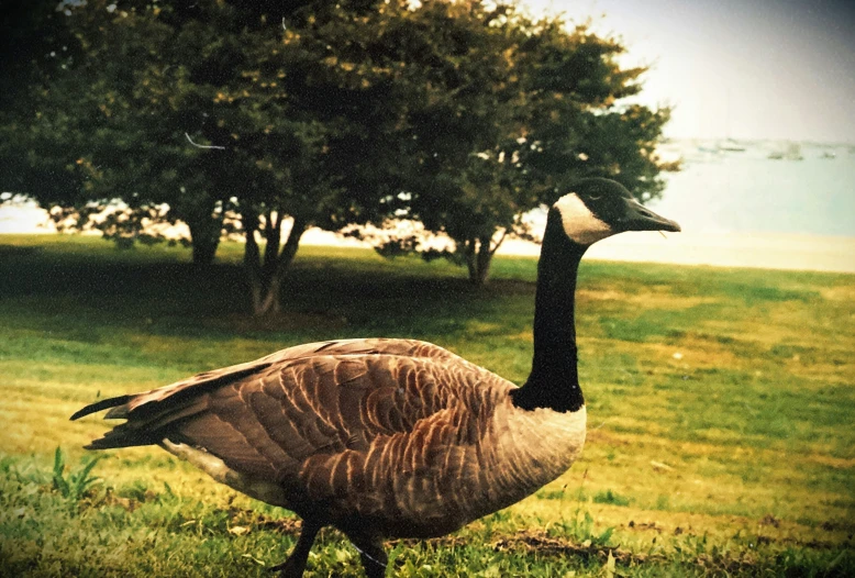 the goose has long neck feathers and a large head