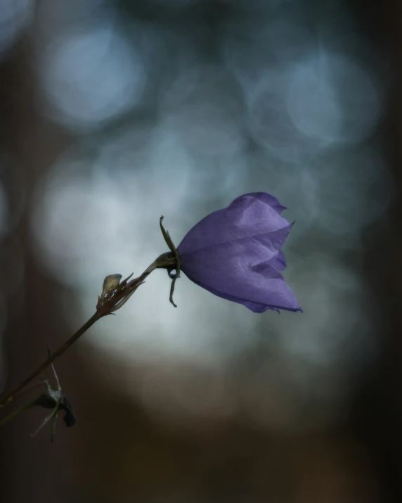 a purple flower that is on a twig