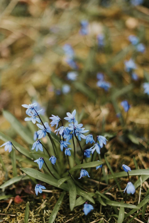 some small blue flowers sitting in the grass