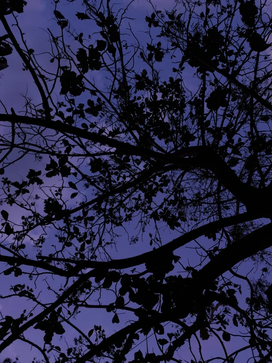 the silhouette of the trees against the evening sky