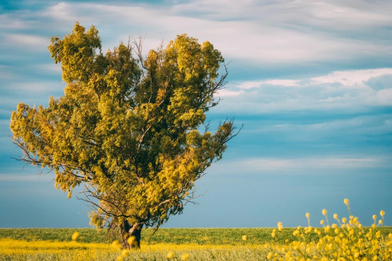 tree on yellow flowers on a wide open field