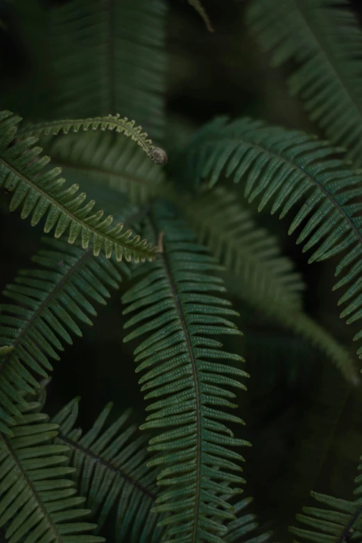 the leaves of an evergreen tree are showing their underside